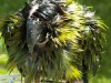 Wet parrot after bath