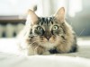 Eye Inflammation in Cats