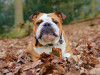 fall dog in leaves