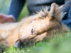 dog in the fall grass is at risk for ticks