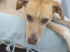 False Pregnancy (Pseudocyesis) in Dogs