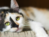 Feline Immunodeficiency Virus