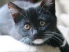 Black kitten on couch