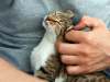 Flea and Tick Insecticide Poisoning in Cats 