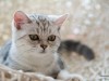 Cat on White bed