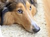 Gastroenteritis in Dogs