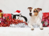 dog and cat enjoying holiday gifts