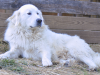 Great Pyrenees