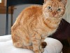 Arthritis in Cats