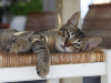 Help Your Cat Beat the Heat This Summer!