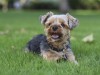 Hemorrhagic Gastroenteritis (HGE) Looms Large over Small Dogs