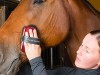 Horse Grooming 101