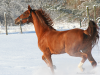 Wintering with Horses