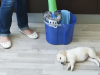 Household Cleaning Products and Your Pet: What You Should Know About
