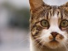 How Will My Veterinarian Check My Cat for Hyperthyroidism?