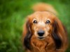 Hyperparathyroidism: How this Tumor Increased One Dachshund's Thirst