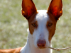 The Ibizan Hound