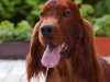 Irish Setter