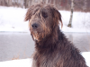 Irish Wolfhound