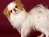 Japanese Chin