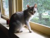 Shy cat on window sill 