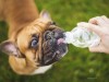 Keep Your Dog Cool This Summer: Heat Stroke, Part II