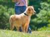 Keep Your Dog Cool This Summer: Heatstroke, Part I