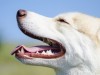 Keeping Canine Teeth Healthy: The “Carnasial” Tooth