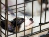 Kennel Cough: Signs and Symptoms