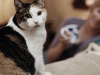 1 in 3 cats gets kidney disease, like the cat pictured here, sitting on the couch as the owner looks on