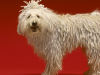 The Komondor