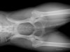 Legg-Calve-Perthes Disease in Dogs