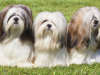 Lhasa Apso