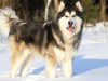 Malamute