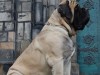 Mastiff