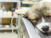 Minimally Invasive Surgery for Dogs and Cats