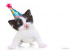 new year resolutions for your cat