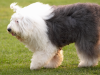 Old English Sheepdog