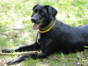 Insecticides, flea collars, and your dog