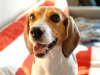 beagle heled by orthopedic ultrasound