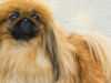 Pekingese