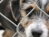 Pet Stores, Puppy Mills and Responsible Dog Adoption