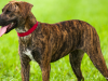 The Plott Hound