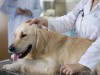 A Thorough Dog Checkup