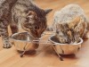 Cats eating