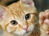 6 Surprising Facts About Kidney Disease in Cats