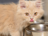 7 Tips and Tricks to Keep Your Growing Kitten Eating Right