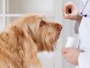 Vet giving a dog a pill