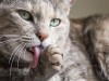 Freak Accident: Can a Cat Live Without a Tongue?