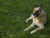 Canine Degenerative Myelopathy: It's in the DNA